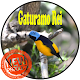 Download Canto de Gaturamo Rei For PC Windows and Mac 1.0