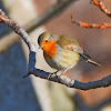 European Robin