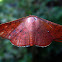 Picture Wing Moth