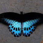 Blue Mormon