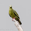 Pink-necked Green Pigeon