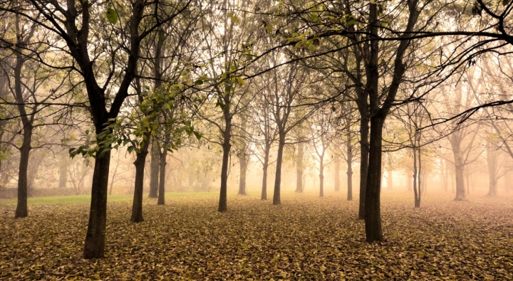 Mattina d'ottobre di Hanami