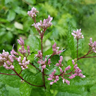 Joe Pye Weed