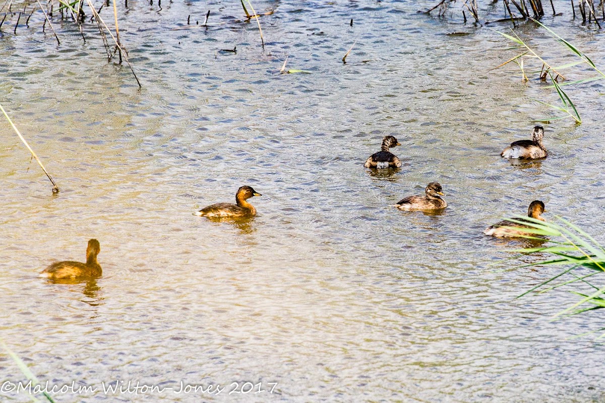 Little Grebe; Zampullín Chico