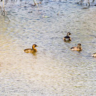 Little Grebe; Zampullín Chico