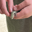 Common Five Lined Skink