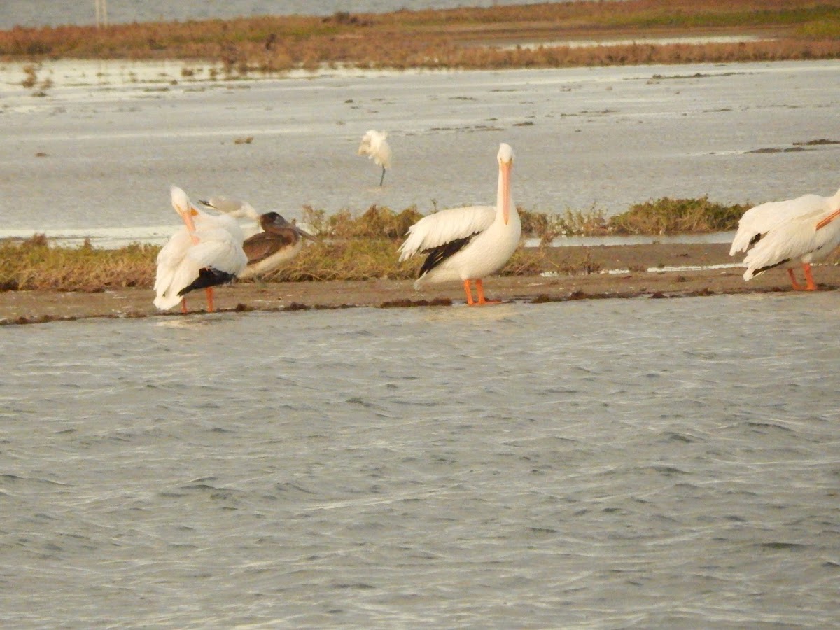 American White Pelican