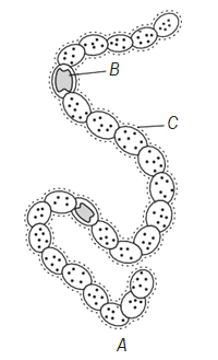 Kingdom IV. Plantae or Metaphyta - The Multicellular Producer Eukaryotes