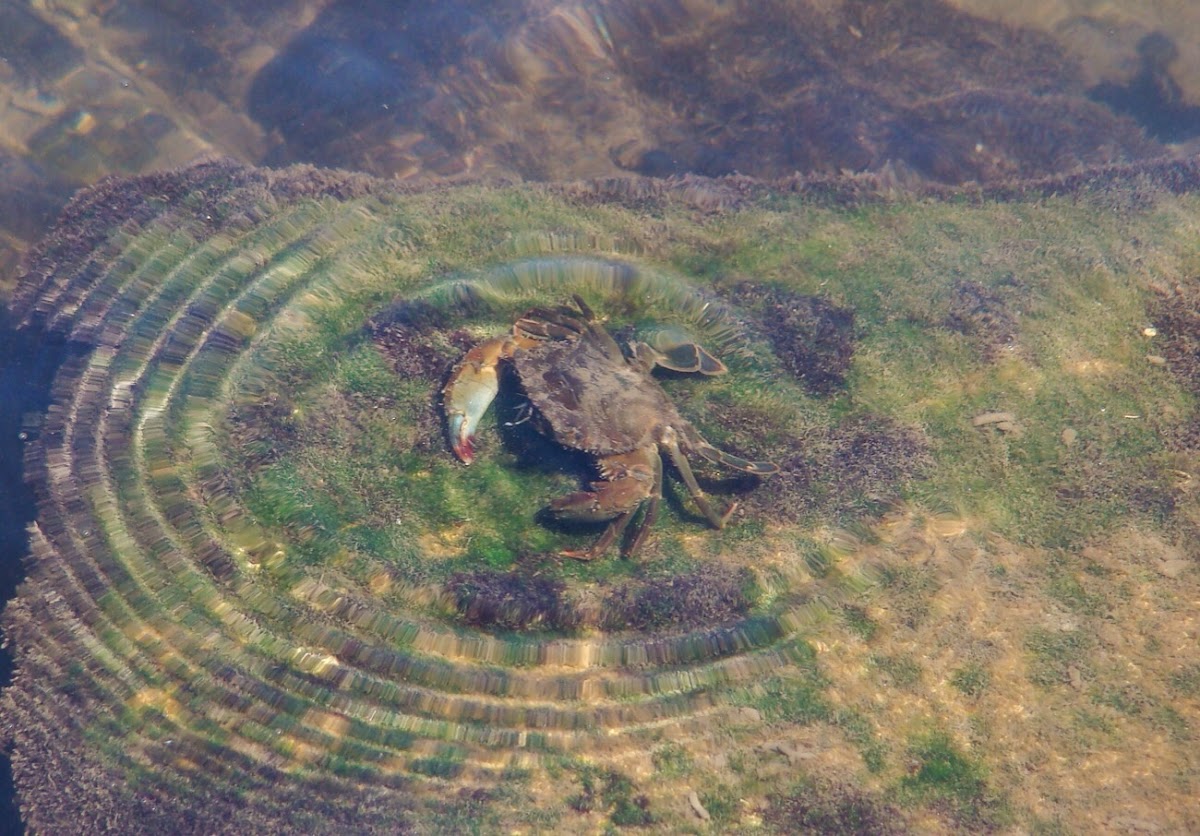 Blue-Pincher Crab