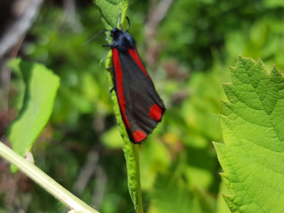 Cinnabar Moth