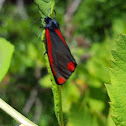 Cinnabar Moth