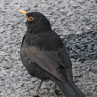 Blackbird