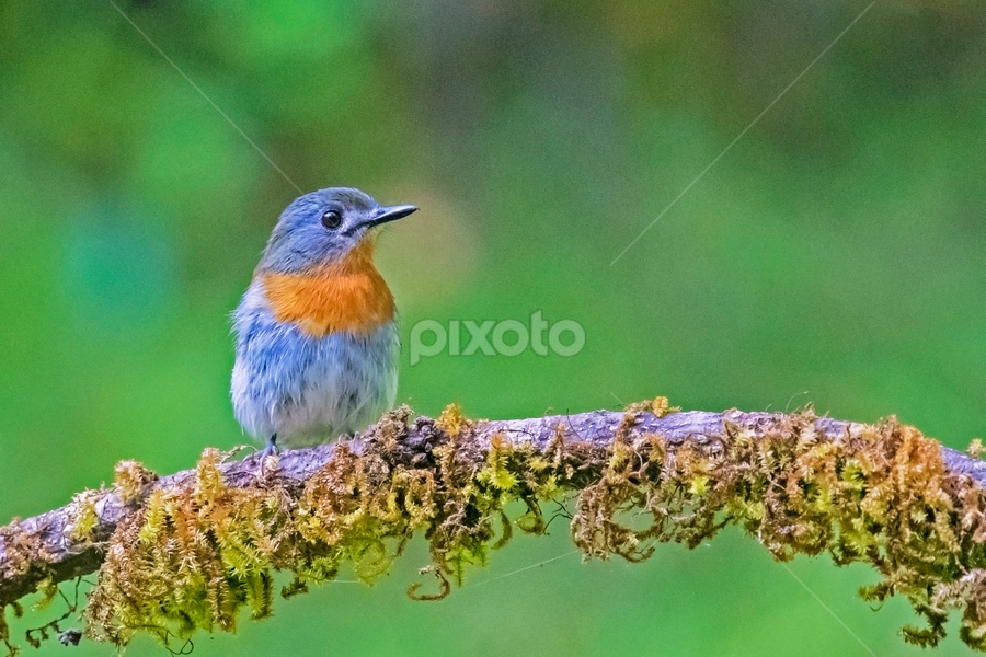 white bellied blue flycatcher