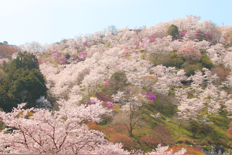 セリカの桜に関するカスタム事例の投稿画像3枚目