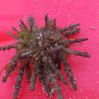 unknown Sea Urchin
