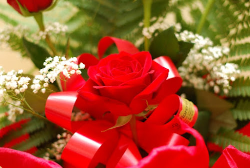 Rose rosse di Bluzenit