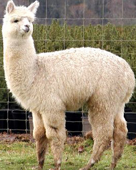 Image result for wool giving llama