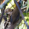 Red-headed Tailorbird