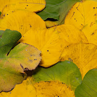 il giallo autunnale  di Black