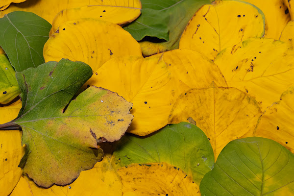 il giallo autunnale  di Black