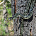 Speckled kingsnake