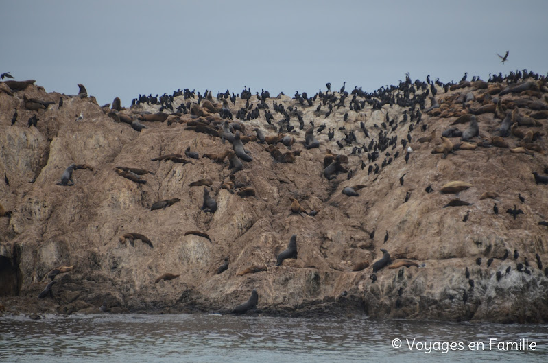 Bird Rock