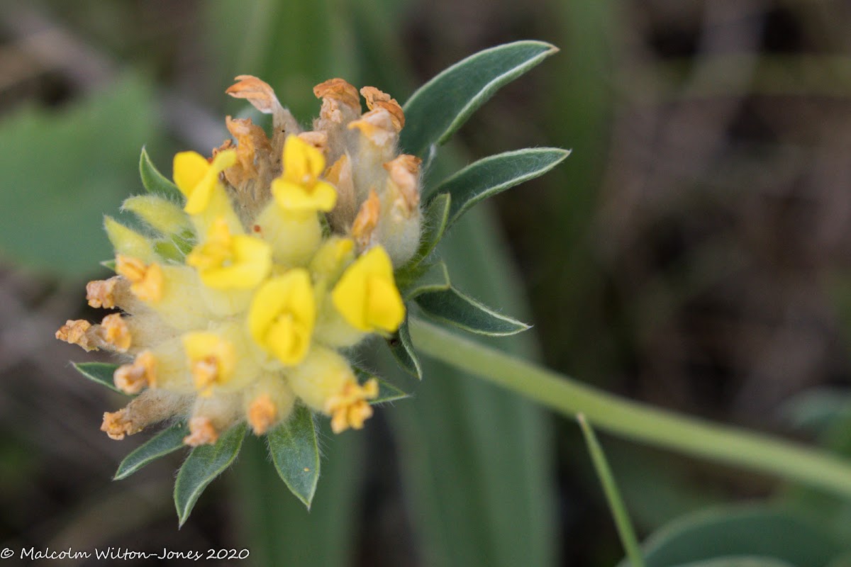 Kidney Vetch