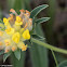 Kidney Vetch