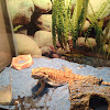 Bearded dragon