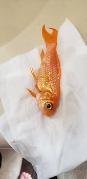 金魚ちゃん。。。