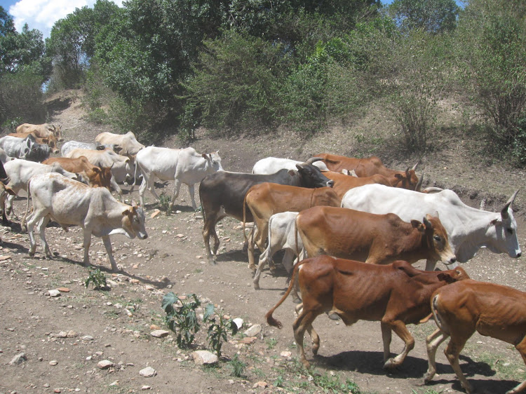 Livestock are moved out of drier areas in search of water and pasture in lower areas of Narok county.