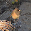 Dark-eyed junco