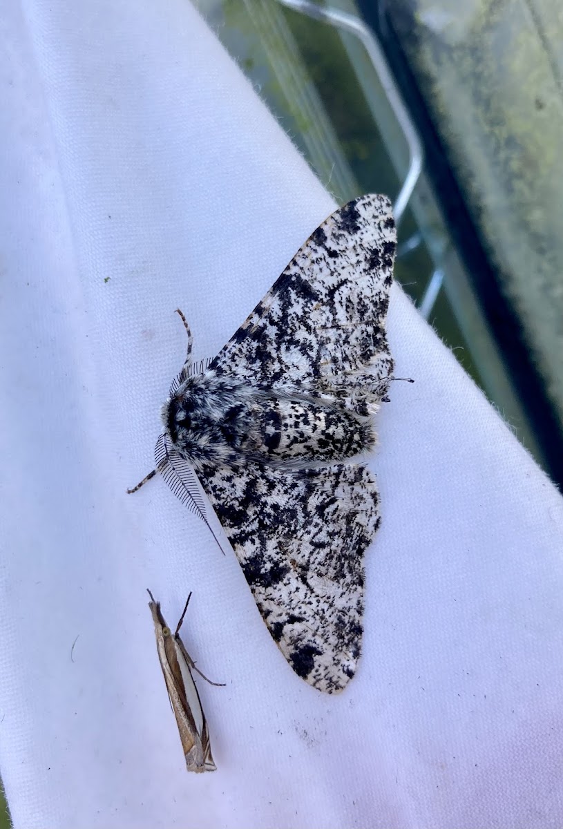 Peppered moth