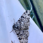 Peppered moth