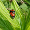 Seven-spot ladybirds