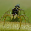 Jumping Spider