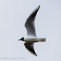 Black-headed Gull