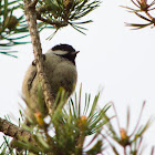 Coal Tit