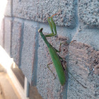 European Mantis