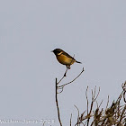 Stonechat