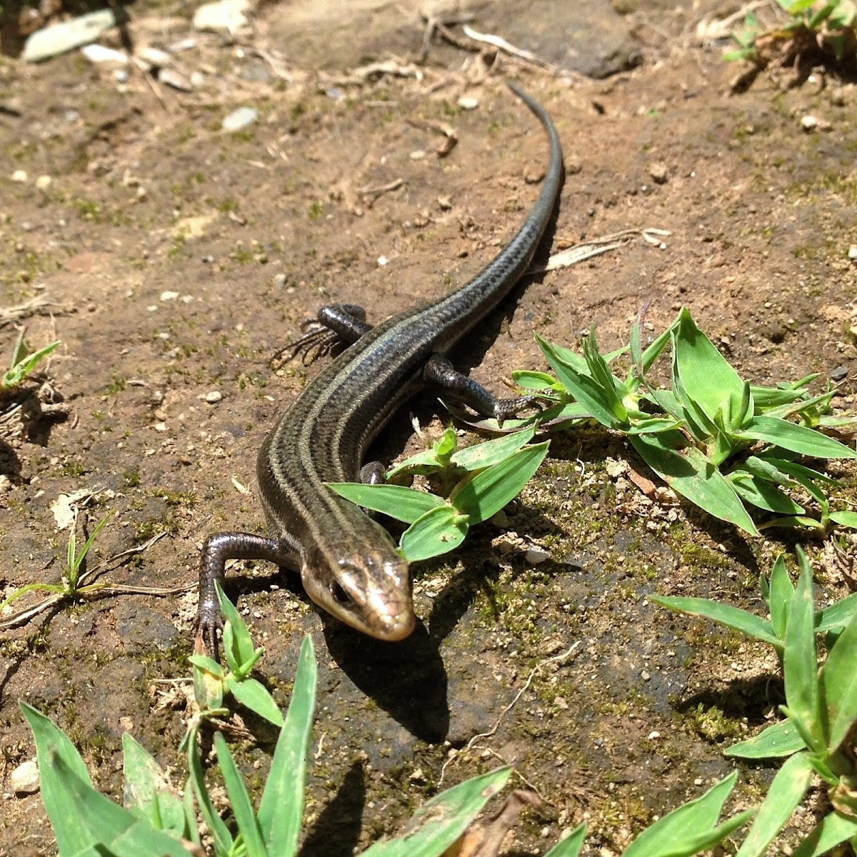 Five-lined Skink