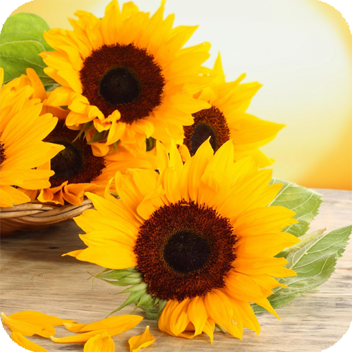 Sunflowers Live Wallpaper 個人化 App LOGO-APP開箱王