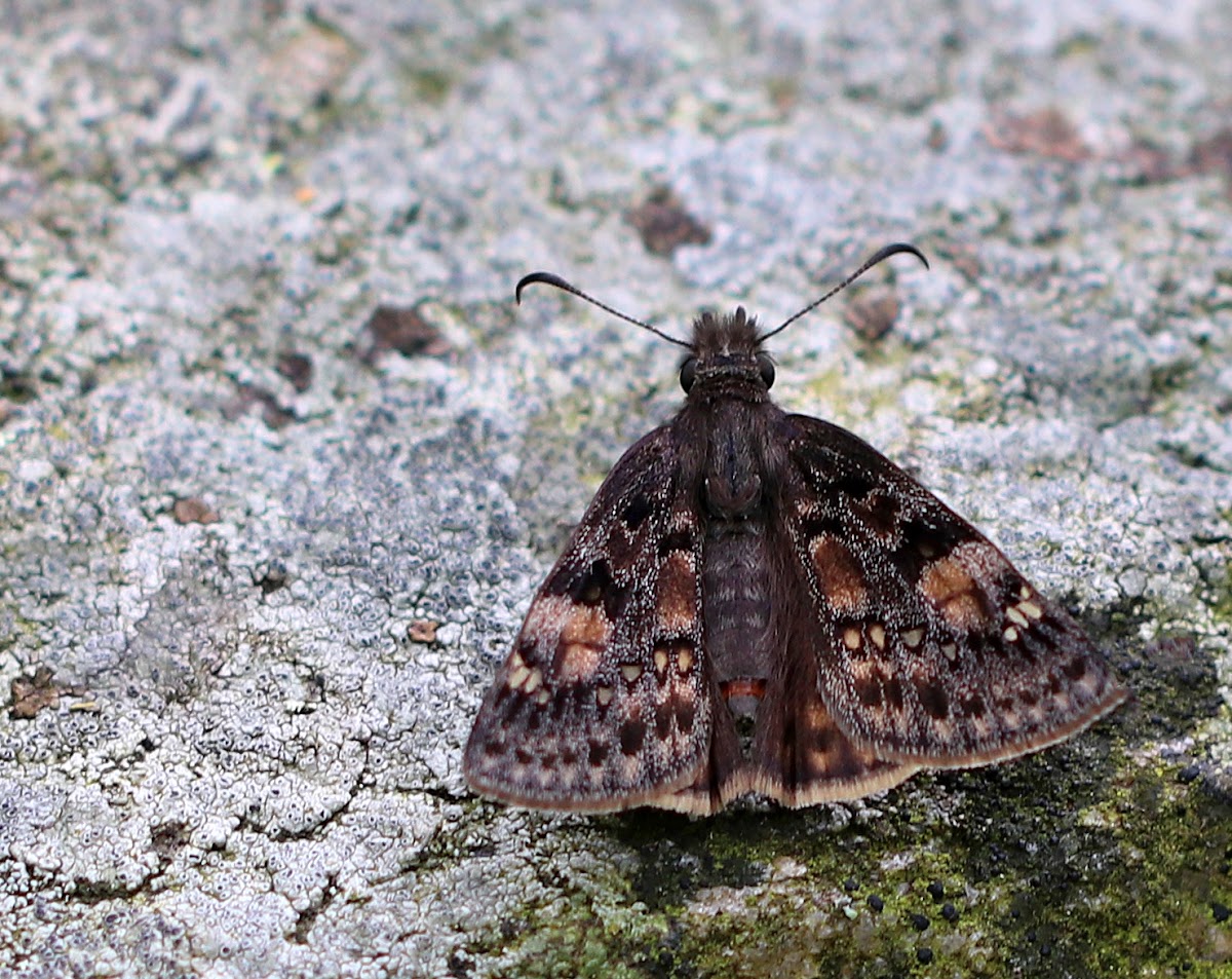 Columbine Duskywing