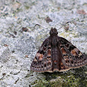 Columbine Duskywing