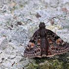 Columbine Duskywing