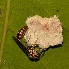 Paper Wasp