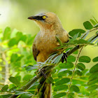 Large grey babbler