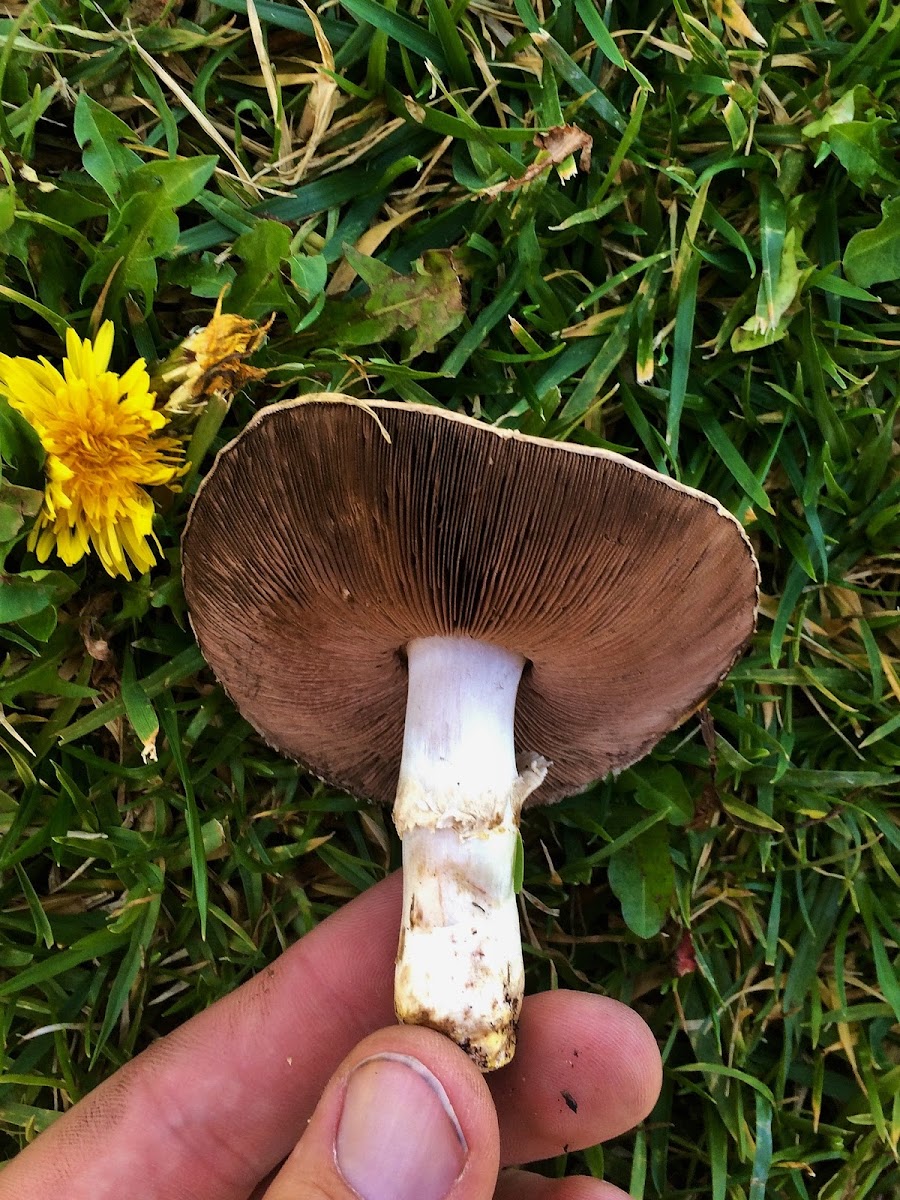 California Agaricus