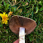 California Agaricus