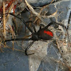 Redback Spider - female